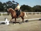 5 yr. American Saddlebred Dressage Stallion For Sale