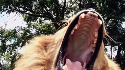 The best of Kevin Richardson - The lion's man - L'uomo dei leoni