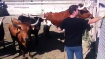 Del campo a la plaza: Vacas de la Fragua de las Anillas Alagón