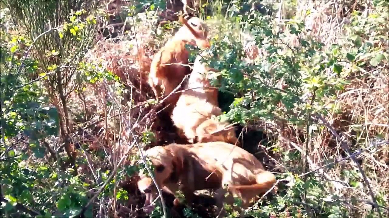 basset fauve de Bretagne sur sanglier 2015.3