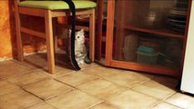 Siberian forest cat - Sven ( cat video )