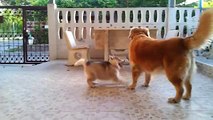 Siberian husky Puppy playing with Golden Retriever (20120307)