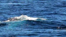 Blue Whale 7/13/14 Harbor Breeze Cruises