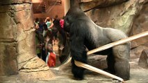 Gorilla picks his butt, sniffs his finger, then eats it!