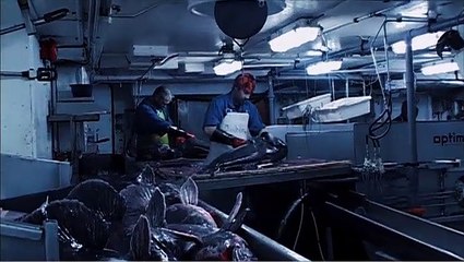 Éco-Crimes : Pirates des poissons