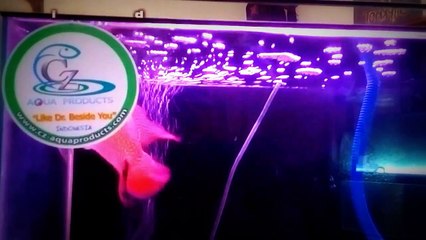 Louhan Golden Base - Ikan Hias Dengan Benjolan di Kepala