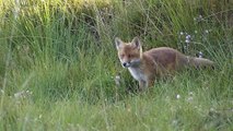 Young foxes and a roe buck