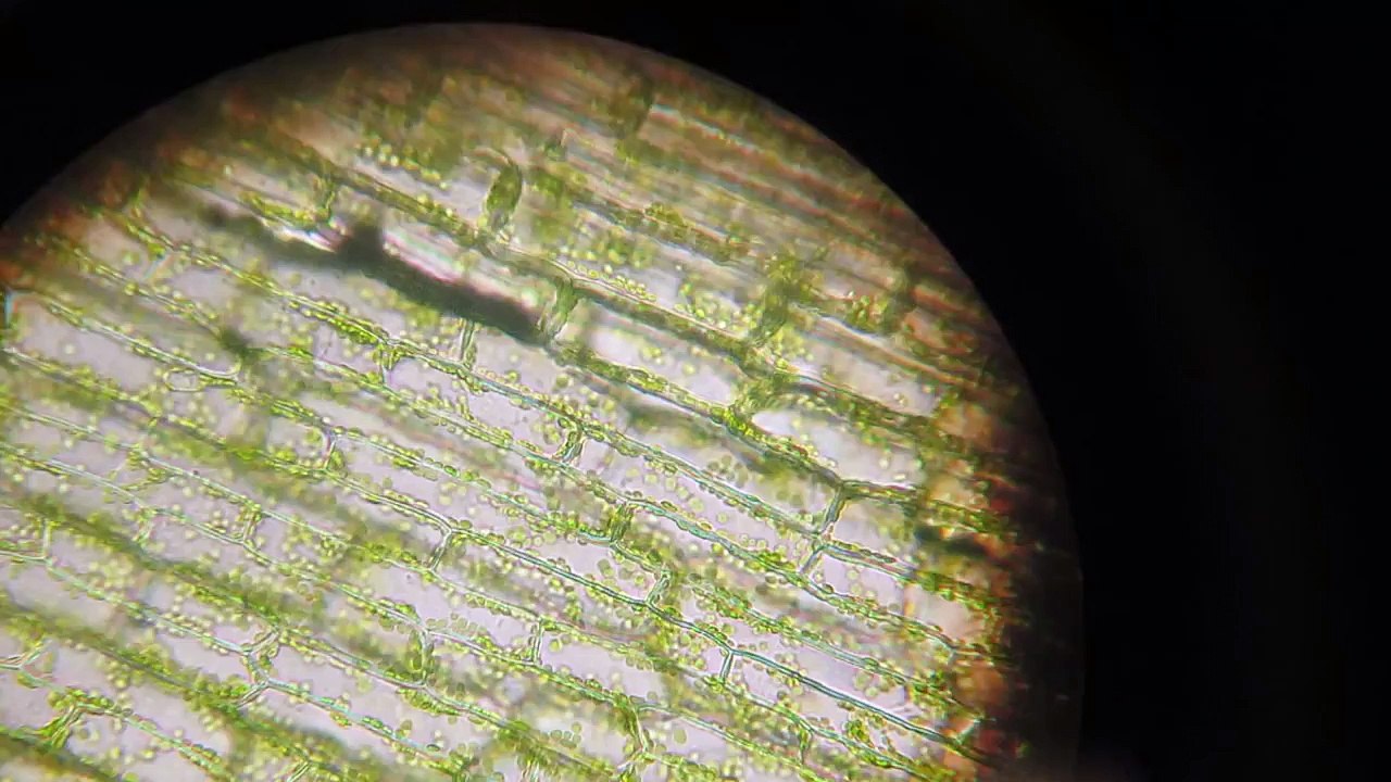 Microscope View of Plant Cells