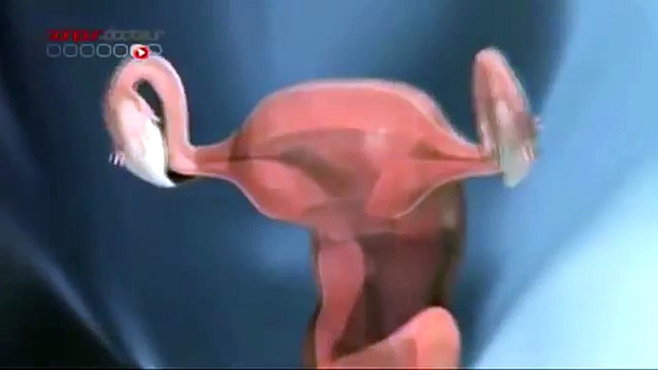 Etapes Du Cycle Menstruel