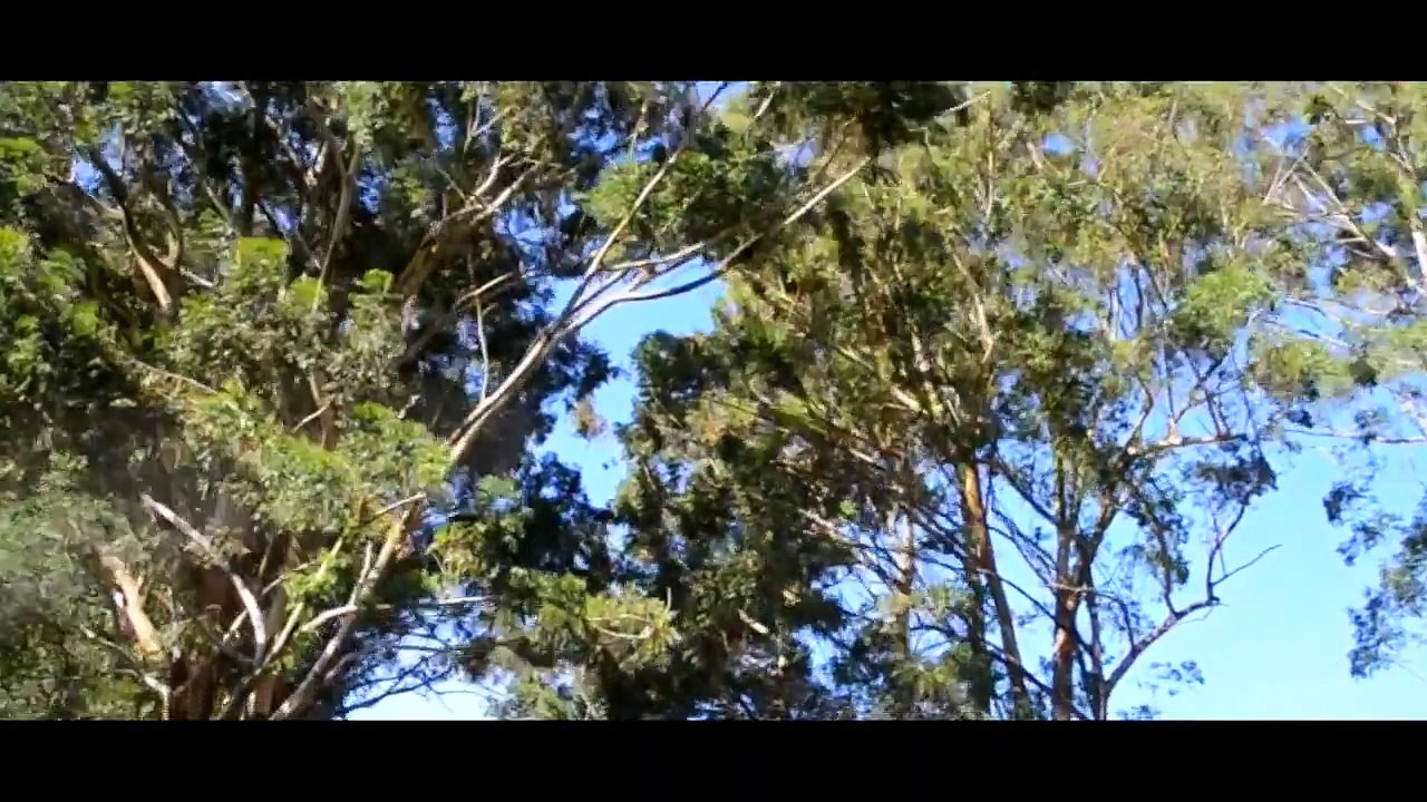 Good Cars, Good Food, Good Vibes