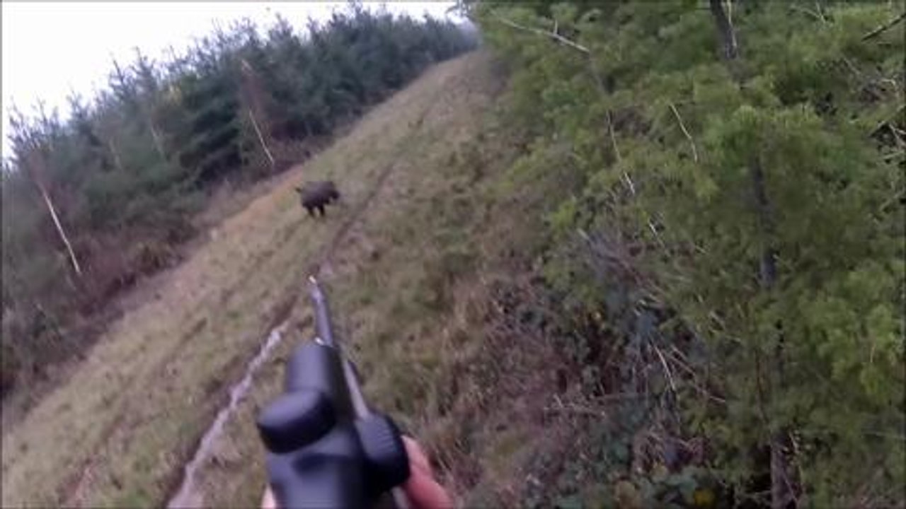 Sanglier : Le concours du chasseur français