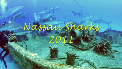 Nassau Bahamas Shark Dive