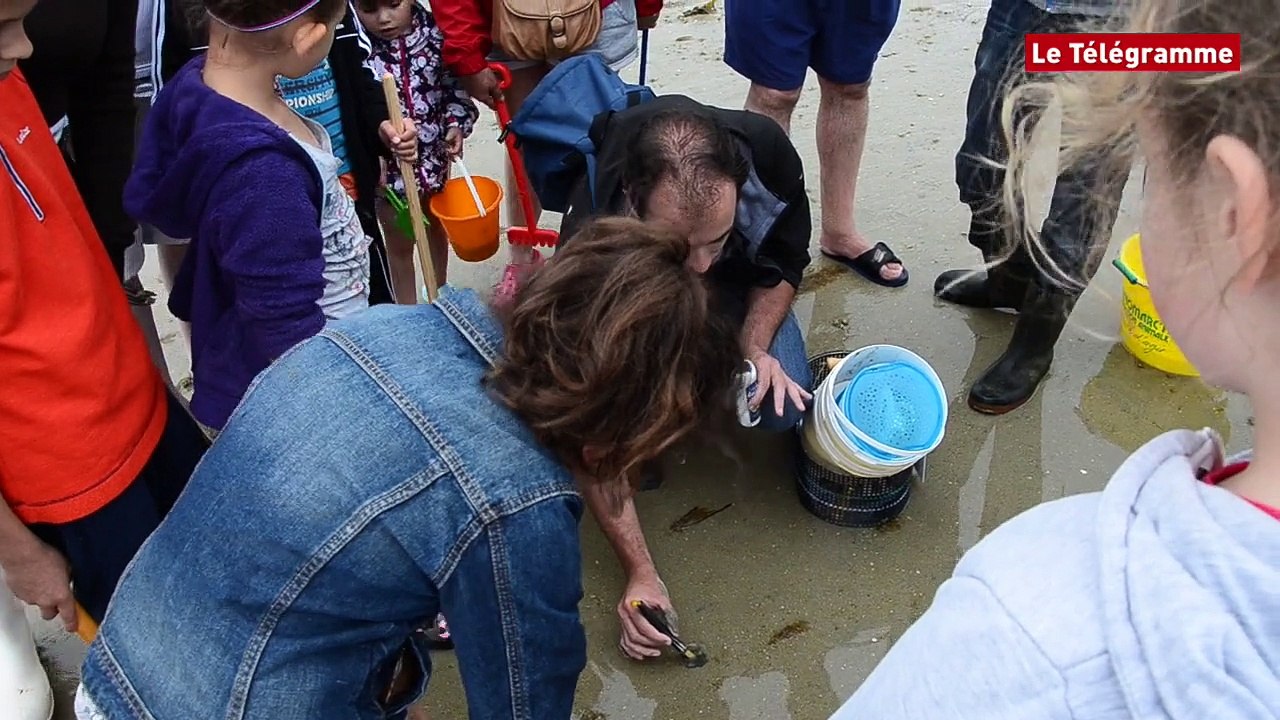 Pêche à pied. Apprendre les bonnes pratiques avec le CPIE de Morlaix