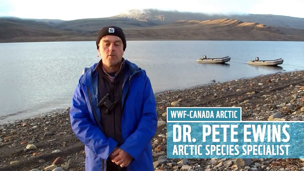 Tagging Narwhal in the Arctic