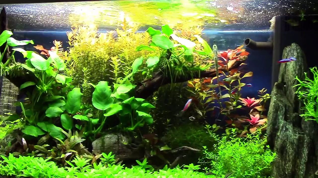 Planted tank juwel rio 125