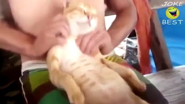 Funny-Videos Funny-Cats Funny Babies Laughing Funny Animals Videos -Funny-Dogs-2015
