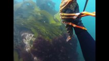 Kaikoura & Kaiteriteri Free Diving for Crayfish, Paua, Blue Moki, Scallops