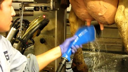 Teat Scrubber - Teat Sanicleanse - Rotary