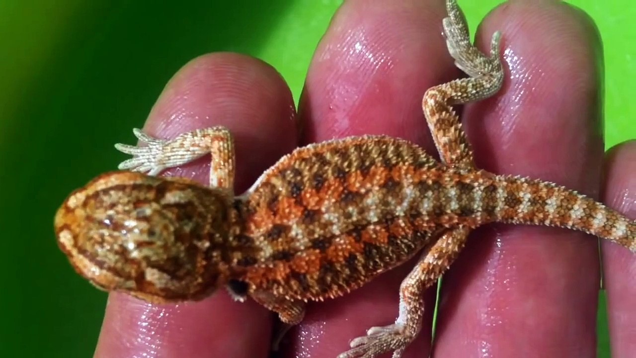 Pogona Vitticeps - Bearded Dragon - Red SandFire