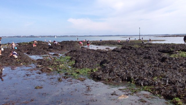 Découvrir les algues de l'estran