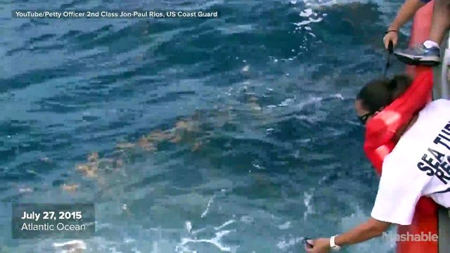 Hundreds of tiny baby turtles released into the Atlantic Ocean