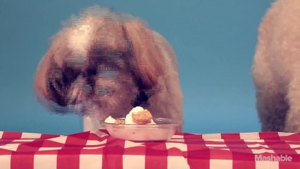 Dogs eating ice cream for 2 delightful minutes