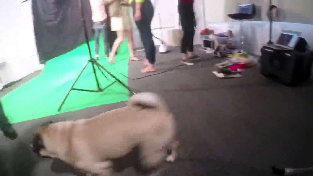 Doug the Pug's Kim Kardashian Photoshoot (behind the scenes)