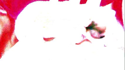 7 Adorable Puppy Facts