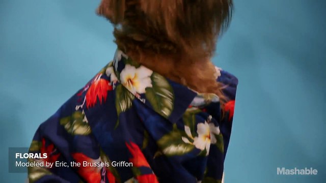 Menswear dog styles four pooches