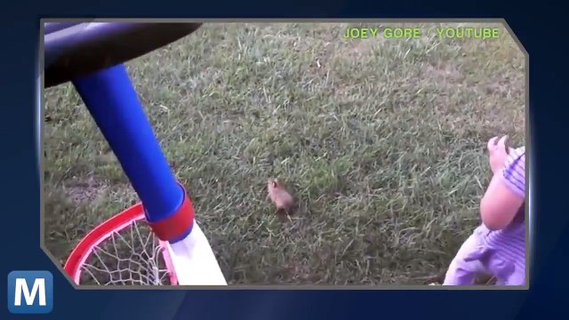 Viral Video Recap: Startled Cats and Directing an Orchestra