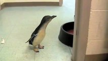 Tickling a Penguin (Sound Pitch Shifted High)