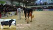 Holsteins (4yr Old) - 2015 UK Dairy Expo