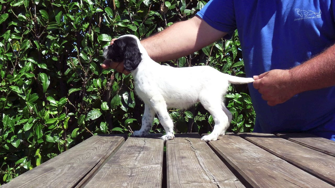 Les Chiots d'EPO du Gourg d'Enfer et de Guess des Collines de l'Izars