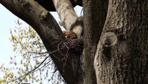 Red-tailed Hawk Feeding Into The New Nest In Central Park, NYC