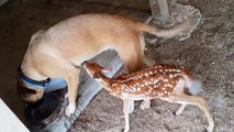 Dog feeds tiny deer who lost his mother