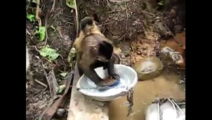 Kap kaçak yıkayan maymun