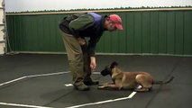 Belgian Malinois puppy.