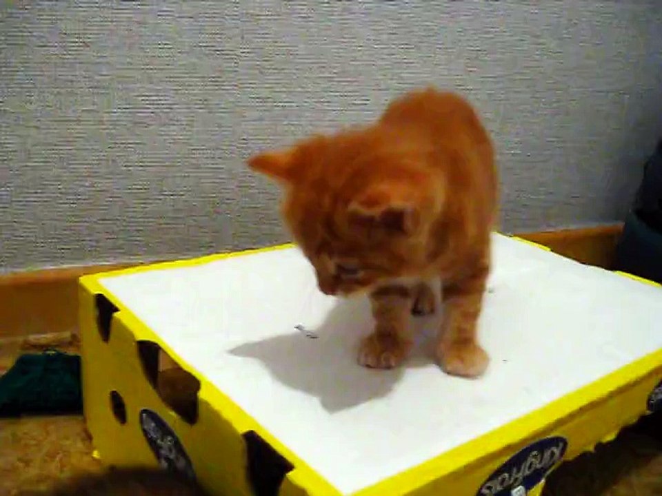 3e semaine : chaton numéro 1