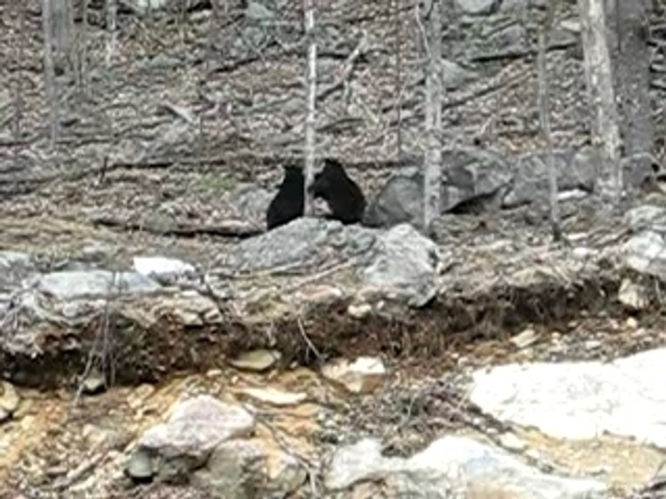 Baston d'ours