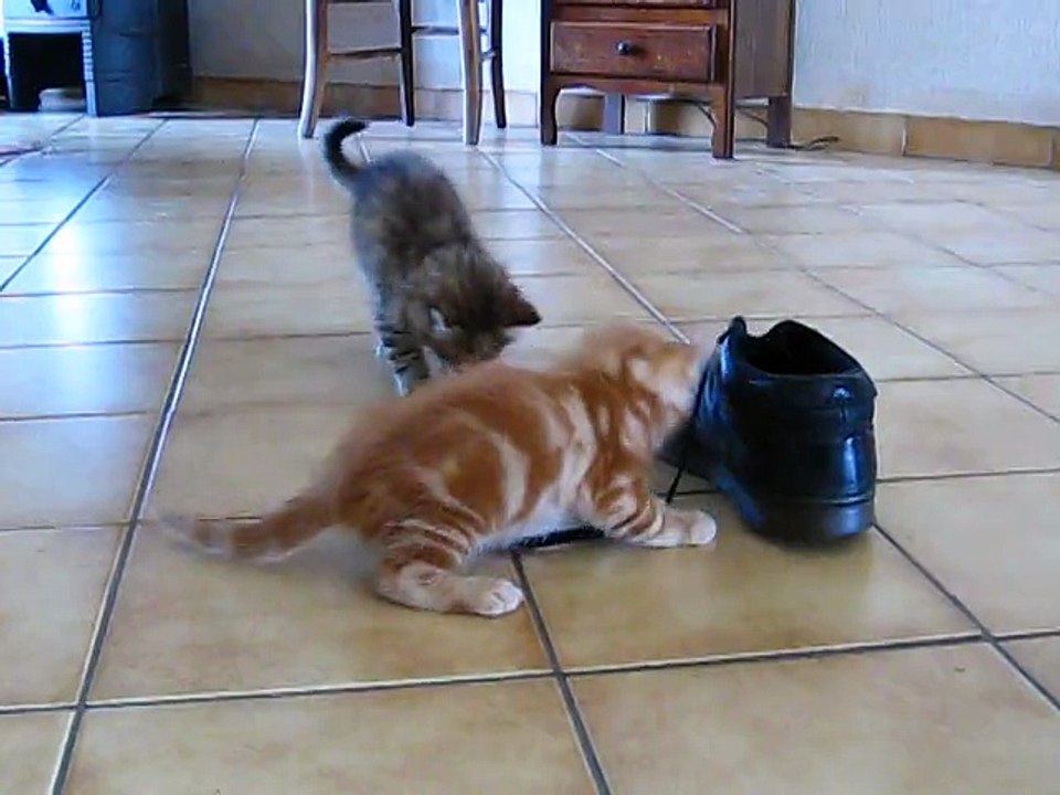5e semaine : les chatons jouent avec un lacet.