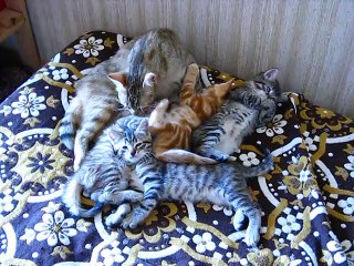 6e semaine : la portée s'installe au RDC.