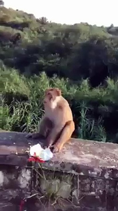 OMG! Monkey scared from cracker