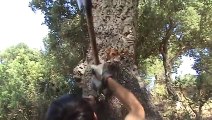 Comment les bûcherons italien retirent le liège des arbres