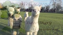 Weaning alpaca cria, preparing for a storm and Christmas Greetings