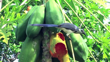Isla de Ometepe Nicaragua