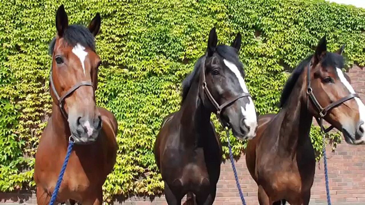 Carr Gate Horses 3
