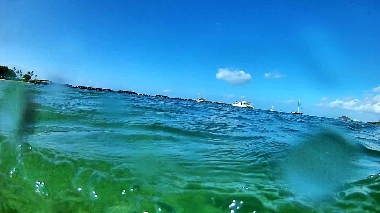 [Cowcot TV] Tortue Verte Hawaii avec LDLC Touch C1