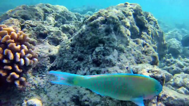 [Cowcot TV] Hanauma Bay Hawaii avec LDLC Touch C1