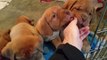 Picking out Bindi the Dogue de Bordeaux ( French Mastiff ) at the breeders.