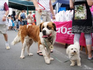 fête du st bernard,nieuwpoort,-2-